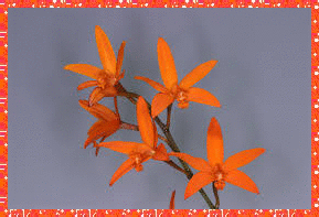 orchid