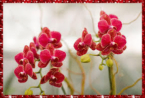 orchid