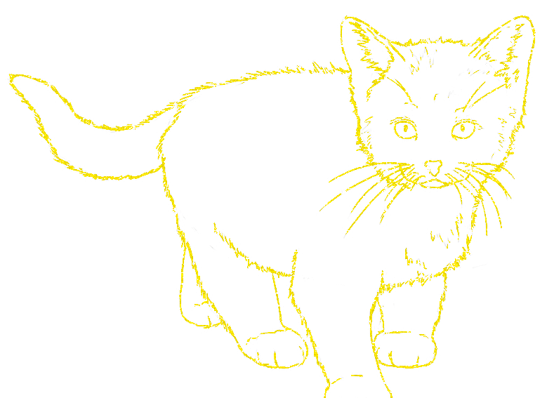 cat