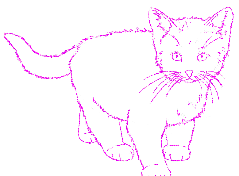 cat