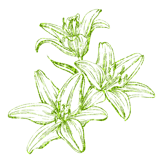 lilies
