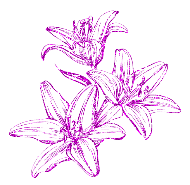 lilies