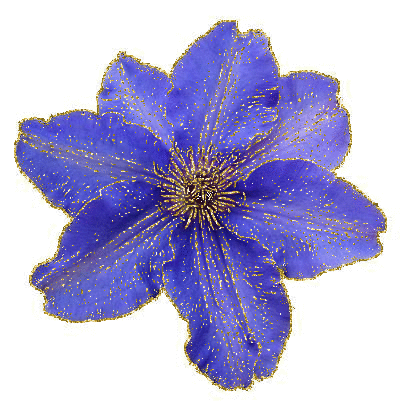 blue clematis