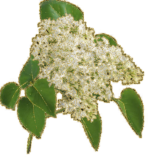 white flowers