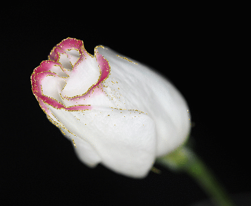 lisianthus