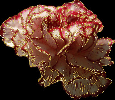 dianthus