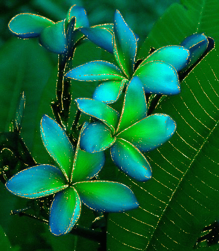 plumeria