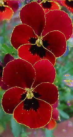 red pansies