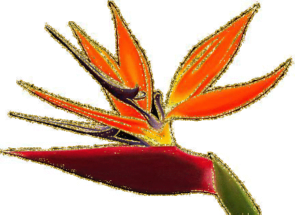 strelitzia
