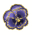 pansy