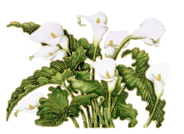 white anthuriums
