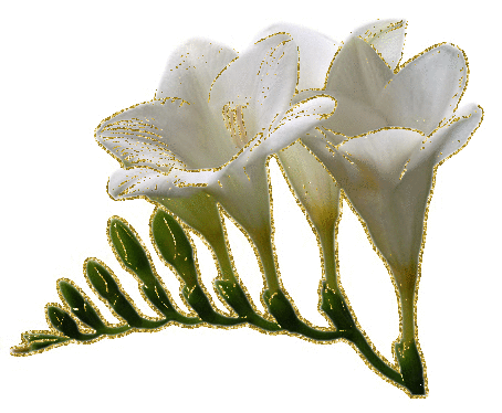 white freesia