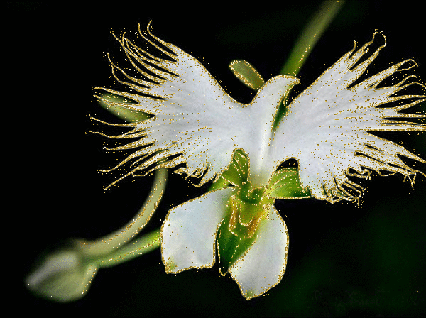 habenaria