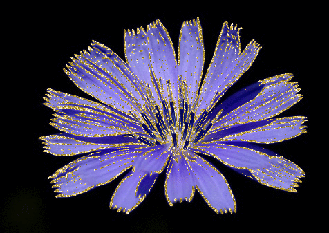 blue flower