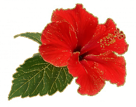 red hibiscus