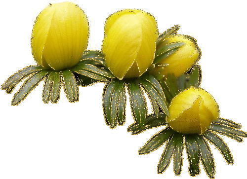 yellow flowers