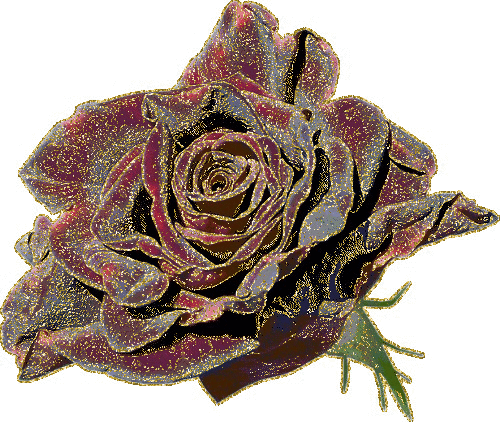 beautiful rosa