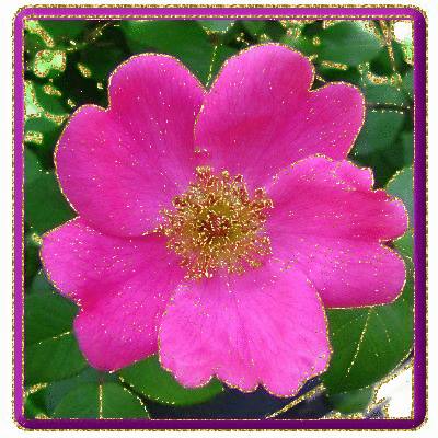 prarie rosa