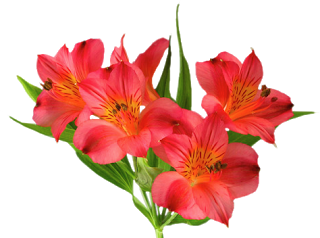 asiatic lilies