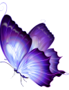 purple butterfly