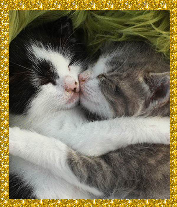 cats