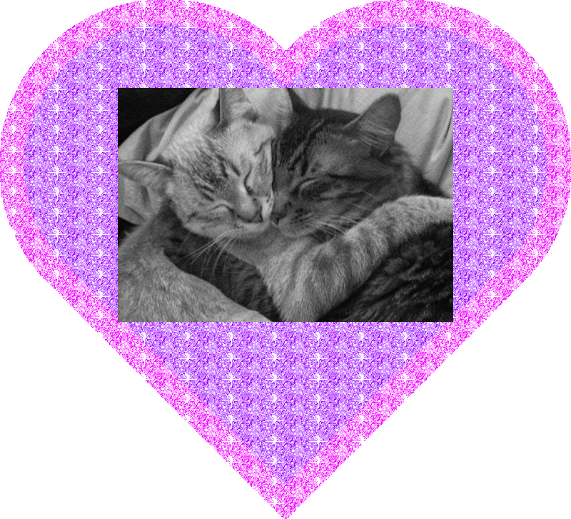 two cats in a heart