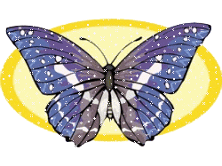 butterfly