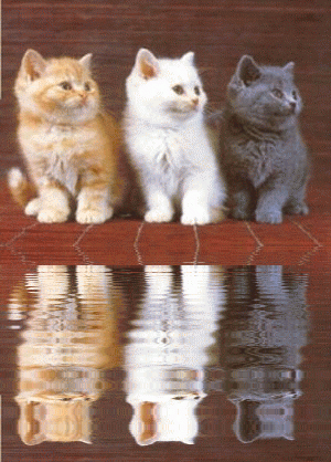 3 cat