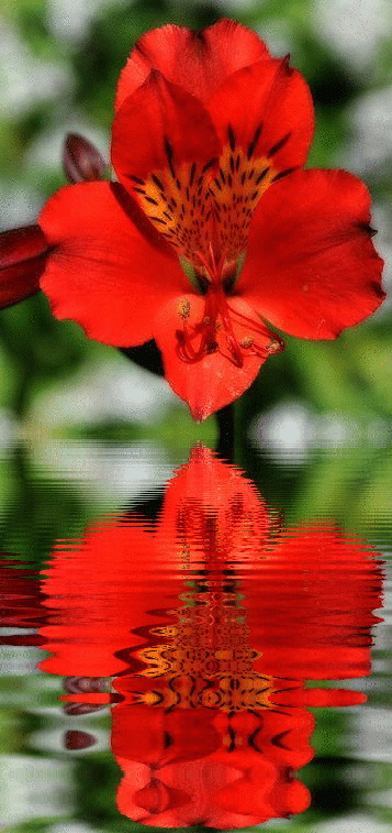 red asiatic lily