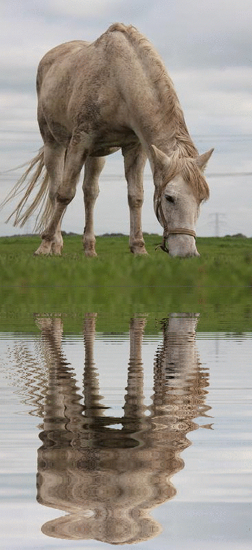 horse