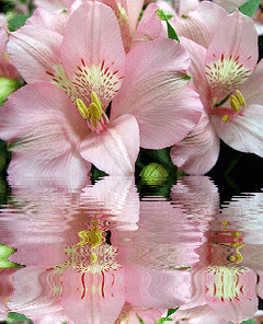 pink asiatic lily