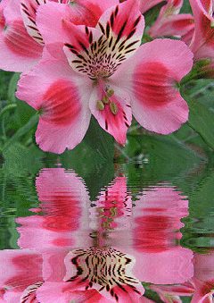 pink asiatic lily