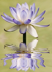 water lily