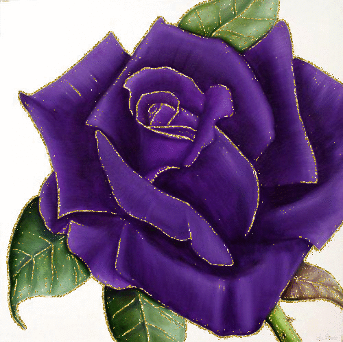 purple rosa