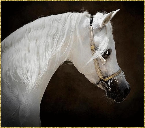 white arabian horse