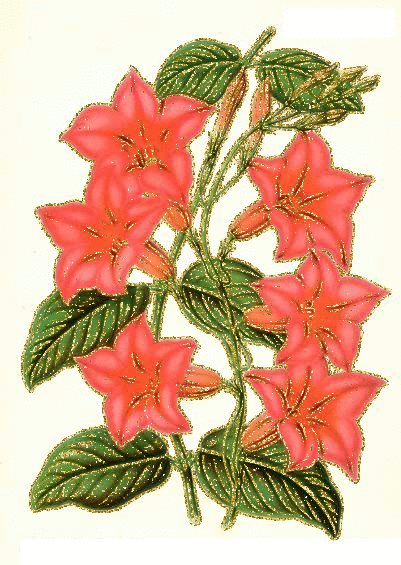 dipladenia