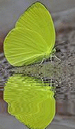 yellow butterfly