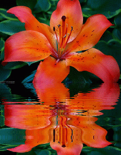 red lily