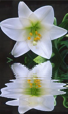 lily
