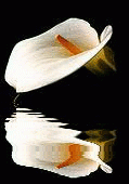 cala lily