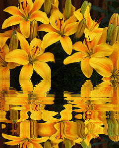 yellow lilies