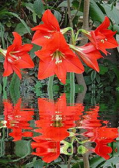 red lilies