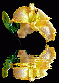 daylily