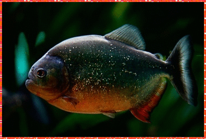 piranha