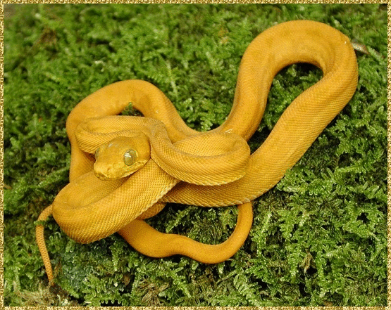 gold amazon snake