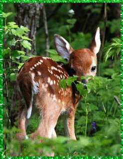 fawn