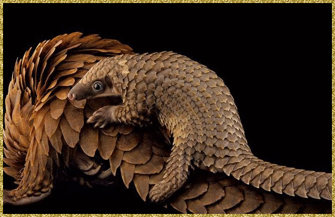 pangolin family