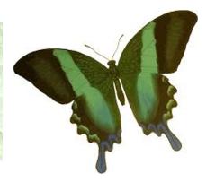 green butterfly