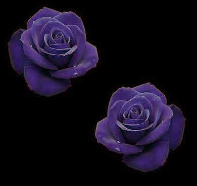purple rosas
