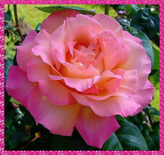 pink rosa
